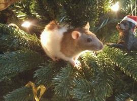 Christmas rat in a tree